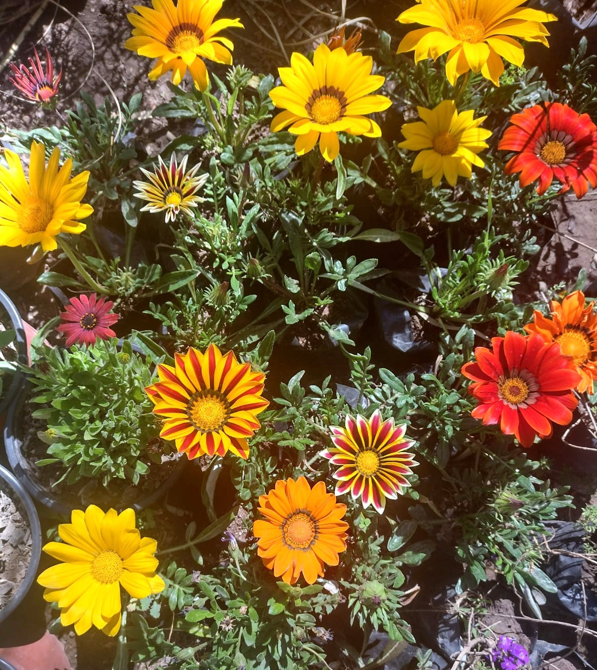 GAZANIAS – GAZANIAS SP.