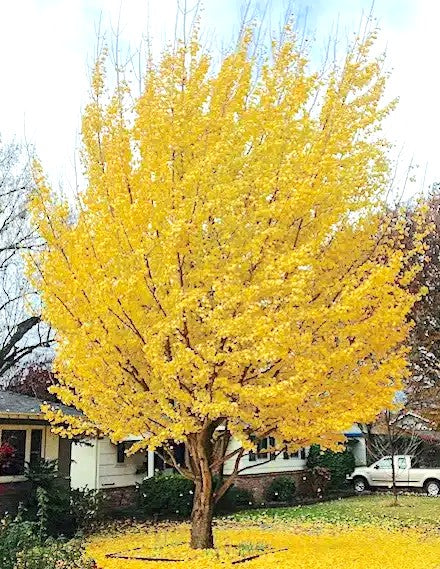 GINKGO BILOBA - GINKGO BILOBA 1.50 a 1,70