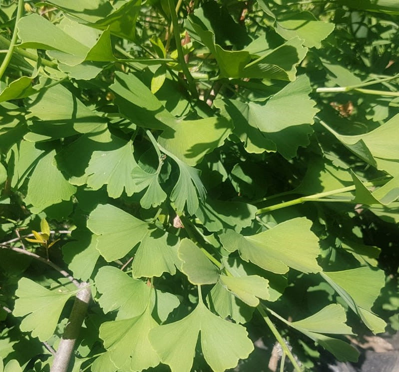 GINKGO BILOBA - GINKGO BILOBA 1.50 a 1,70