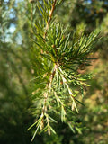 GREVILLEA JUNIPERINA 0,50 M