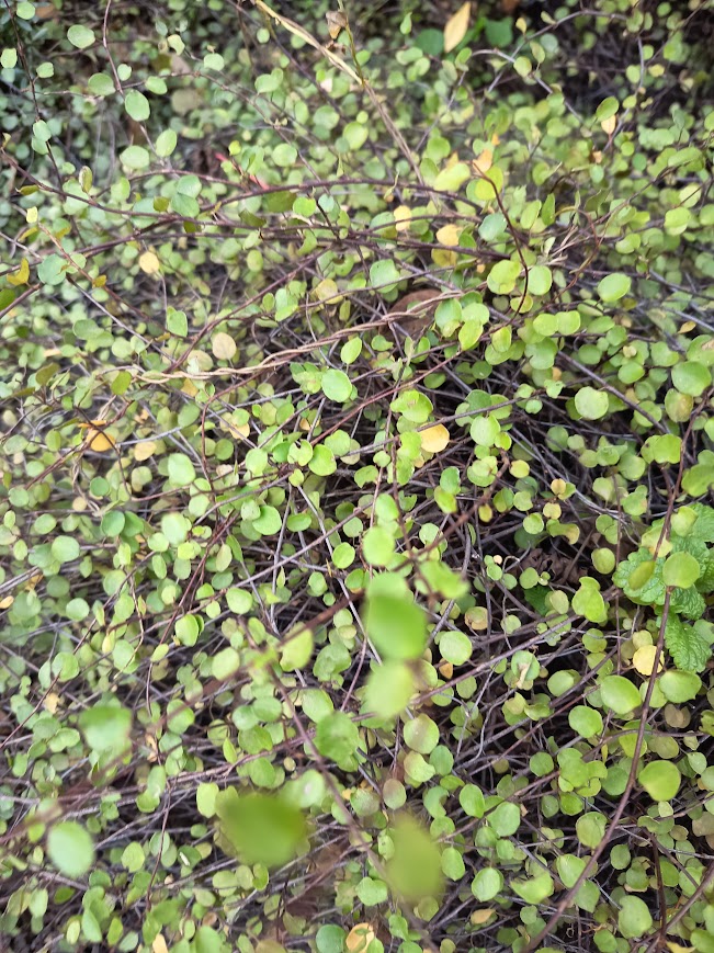 HELECHO LENTEJA – MUEHLENBECKIA COMPLEXA