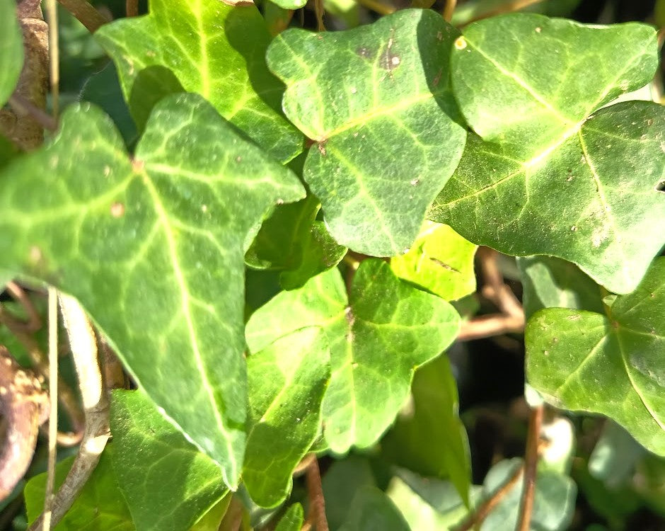 HIEDRA – HEDERA HELIX HIBRIDA