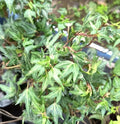 HIEDRA – PATA DE GALLO ENANA – HEDERA HELIX VAR. PEDATA ENANA
