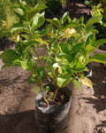 HORTENSIA - HYDRANGEA MACROPHYLLA