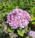 HORTENSIA – HYDRANGEA MACROPHYLLA