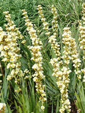 HUILMO-LIRIO CHILENO- SISYRINCHIUM STRIATUM