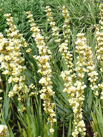 HUILMO-LIRIO CHILENO- SISYRINCHIUM STRIATUM