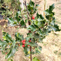 ILEX AQUIFOLIUM 1,20