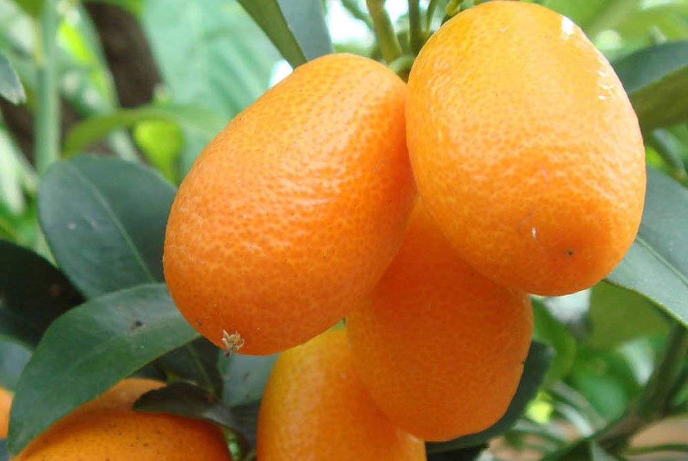 KUMQUAT 1,20
