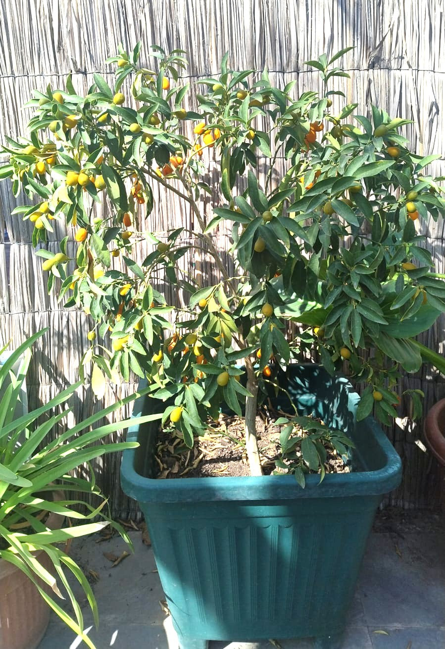 KUMQUAT 1,20