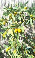 KUMQUAT 1,20