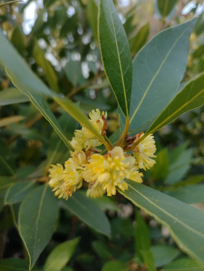 LAUREL DE COMER - LAURUS NOBILIS 1,20 A 1,50