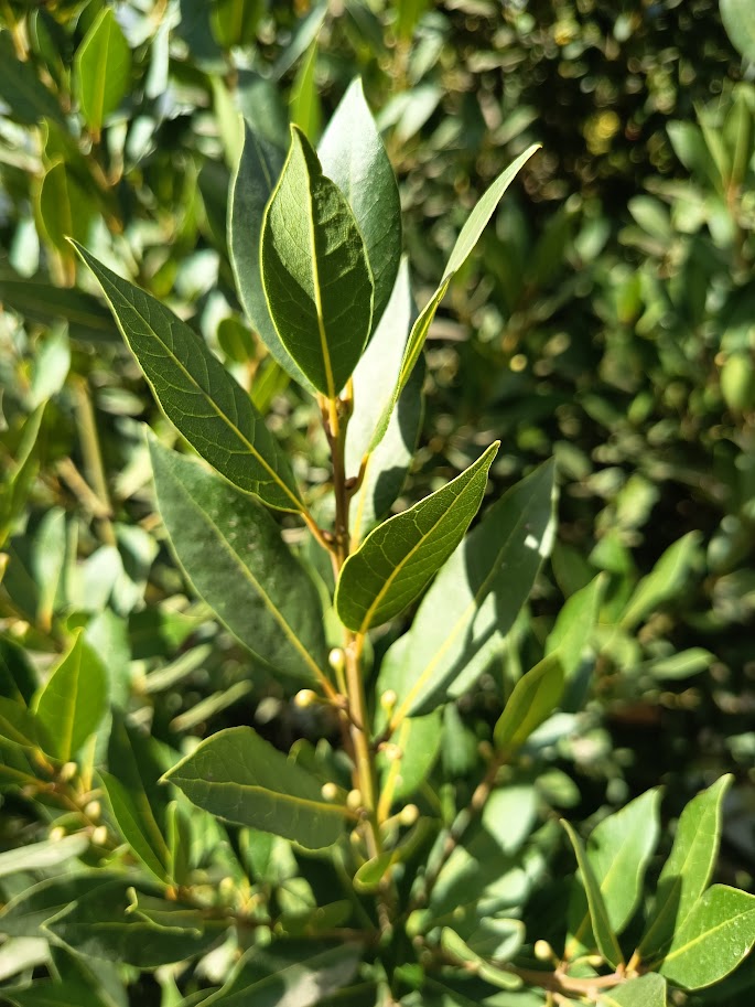 LAUREL DE COMER - LAURUS NOBILIS 1,20 A 1,50