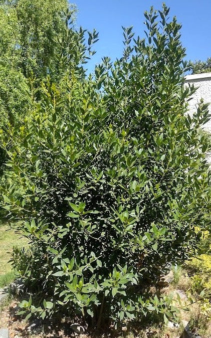 LAUREL DE COMER - LAURUS NOBILIS 1,20 A 1,50
