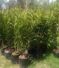 LAUREL DE FLOR - NERIUM OLEANDER 1,20 A 1,50 M