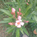 LAUREL DE FLOR ENANO - NERIUM OLEANDER VAR. NANA 0,20 A 0,30