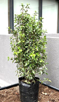 LAURENTINAS - VIBURNUM TINUS 100 A 1,40 M