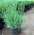 LAVANDA INGLESA - LAVANDULA ANGUSTIFOLIA 0,30 A 0,50