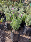 LAVANDA STOECHAS - LAVANDULA STOECHAS 0,20 A 0,30