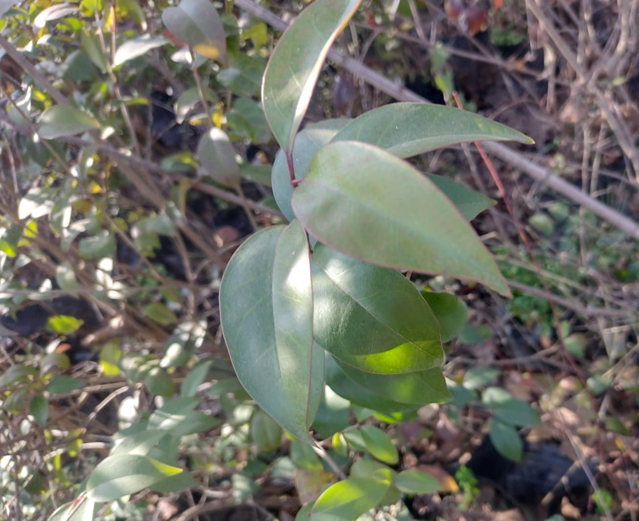 LIGUSTRO VERDE-LIGUSTRUM LUCIDUM - 2.0m