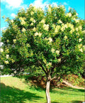 LIGUSTRO VERDE-LIGUSTRUM LUCIDUM - 2.0m