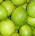 LIMON DE PICA 1,20 A 1,60