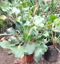 LIMONIUM PEREZI