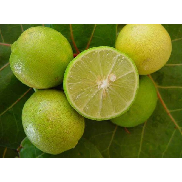 LIMON SUTIL DE GAZA 1,20 A 1,60