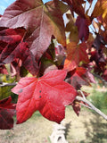 LIQUIDAMBAR – STYRACIFLUA 1,20 A 1,50