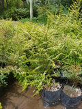 LONICERAS NITIDA