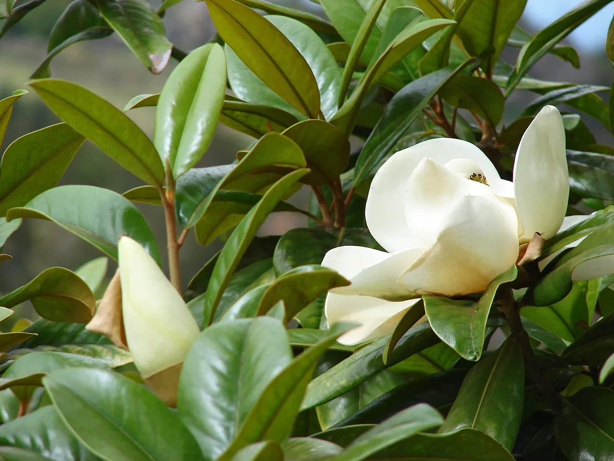 MAGNOLIO GRANDIFLORA 1,20