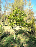 MAGNOLIO GRANDIFLORA 1,20