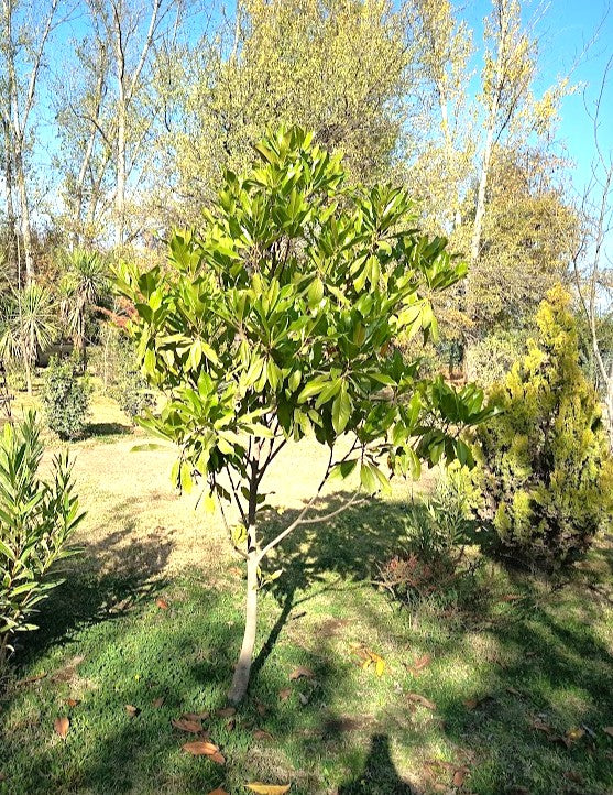 MAGNOLIO GRANDIFLORA 1,20