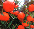 MANDARINA HOJA DE SAUCE 1,20