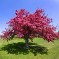 MANZANO DE FLOR - MALUS FLORIBUNDA 1,60