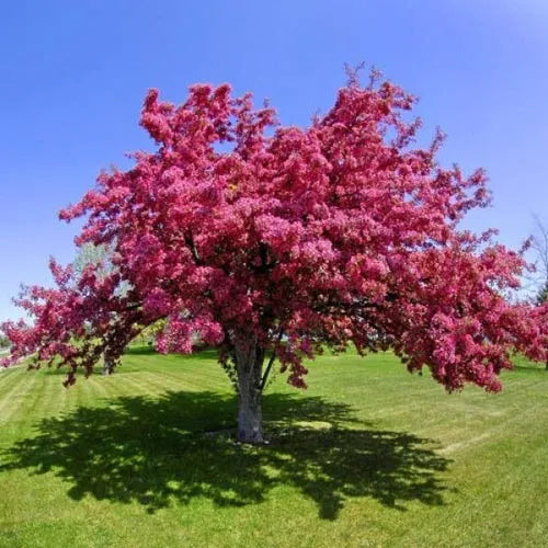 MANZANO DE FLOR - MALUS FLORIBUNDA 1,60