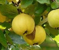 MEMBRILLO LUCUMA 1,60 A 1,80