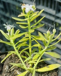MIOPORO RASTRERO – MYOPORUM PARVIFOLIUM