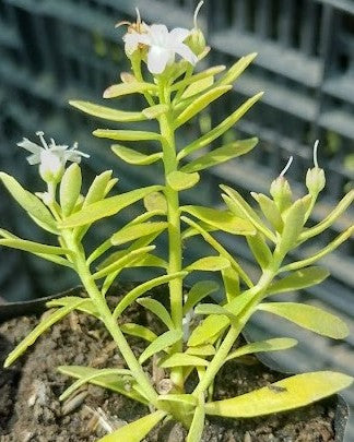 MIOPORO RASTRERO – MYOPORUM PARVIFOLIUM