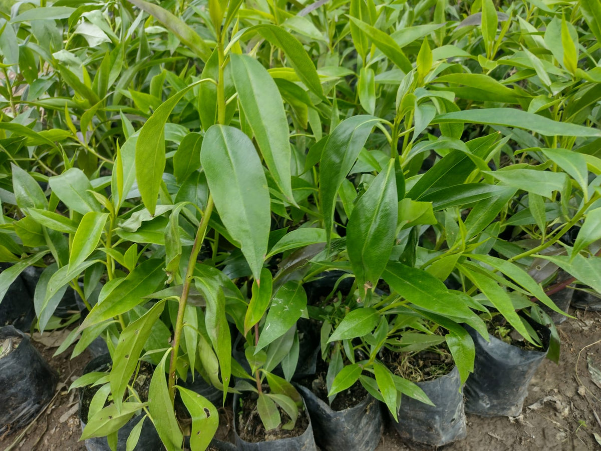 MIOPORO ARBUSTIVO  0,30