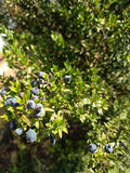 MIRTO HAMBURGUEZ- MYRTUS COMMUNIS 0,50 a 0,60