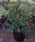 MIRTO HAMBURGUEZ ENANO- MYRTUS COMMUNIS MICROPHILLA 0,50 a 0,60