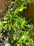 MIRTO HAMBURGUEZ BOLA - MYRTUS COMMUNIS 0,80 a 1,00