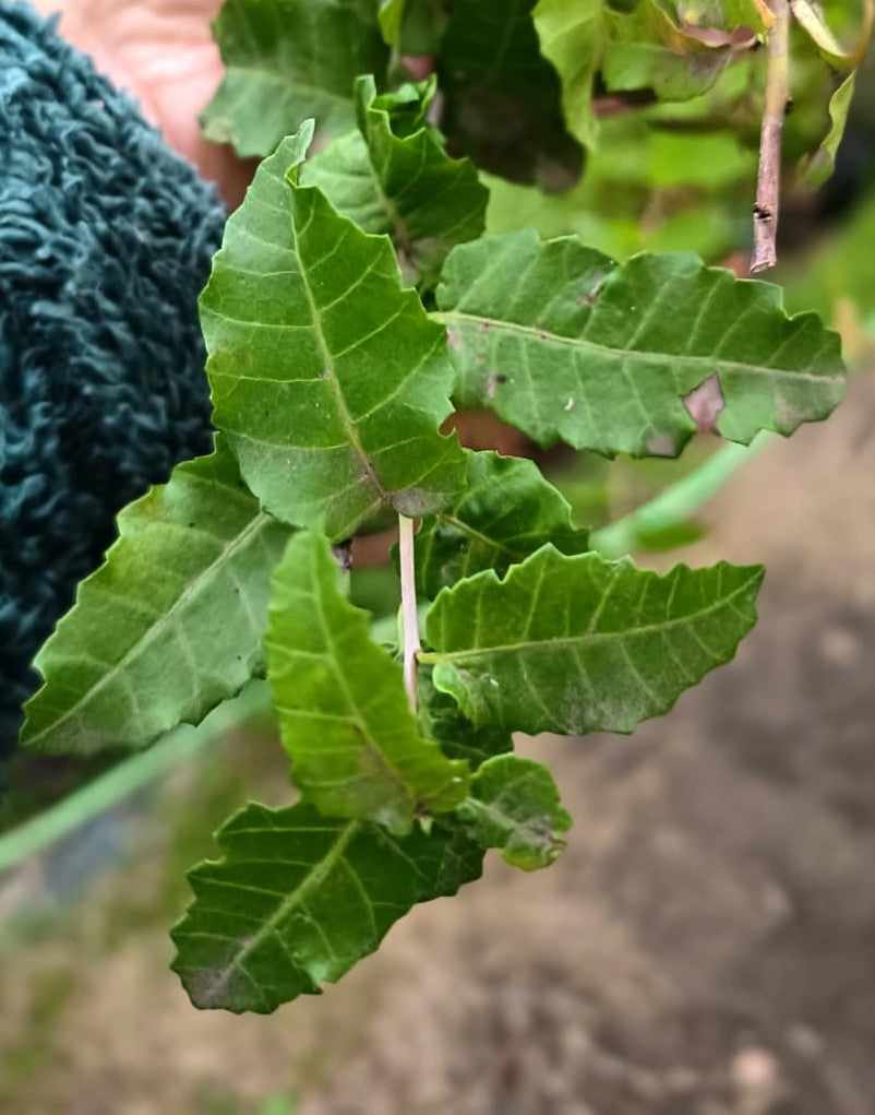 MOLLE – SCHINUS LATIFOLIUS 1,80 A 2,0