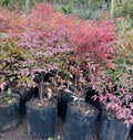 NANDINA DOMESTICA- BAMBÚ SAGRADO 0,30