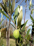 OLIVO SEVILLANO 0,80 A 1,20
