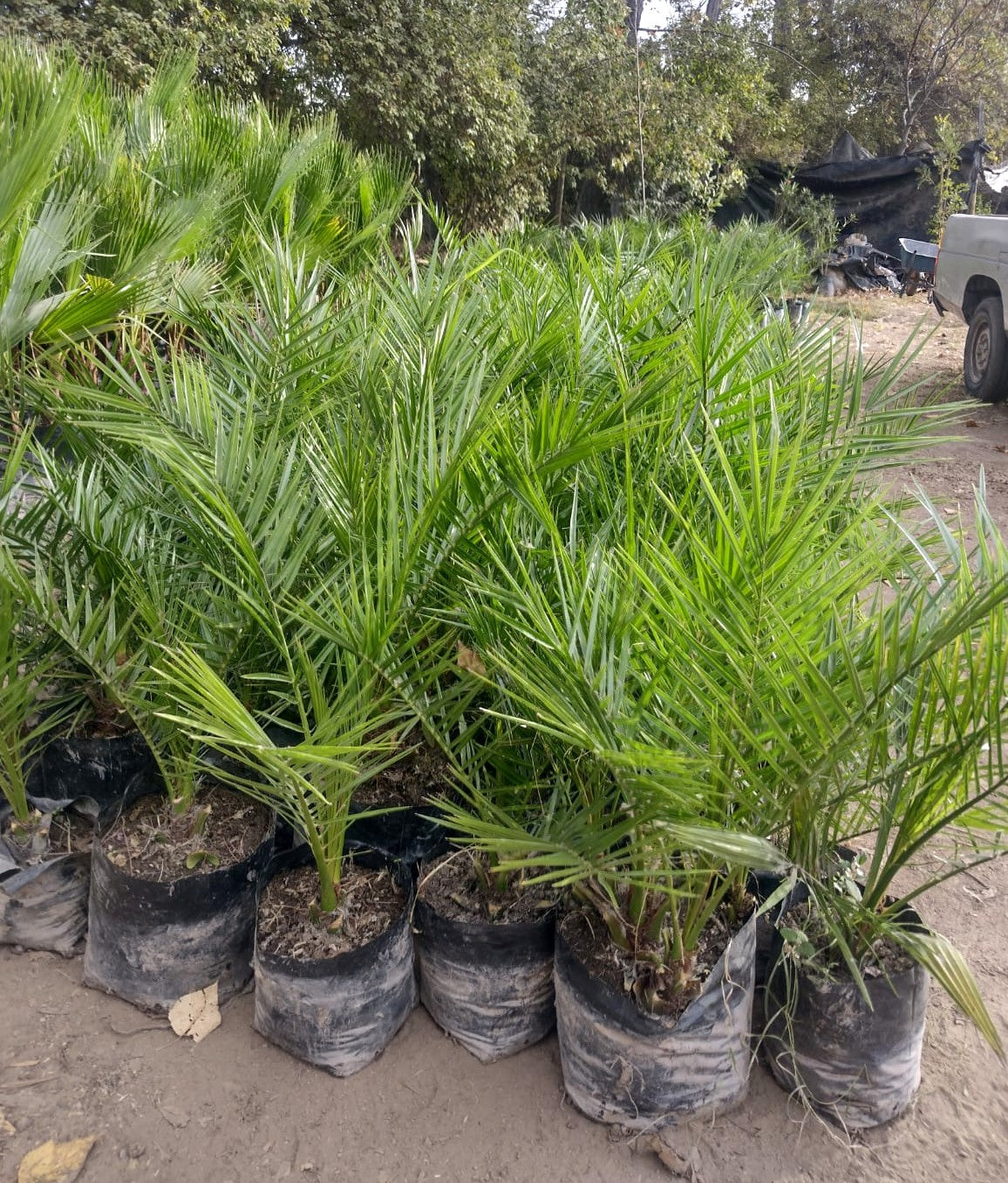 PALMERA FENIX – PHOENIX CANARIENSIS 0,60
