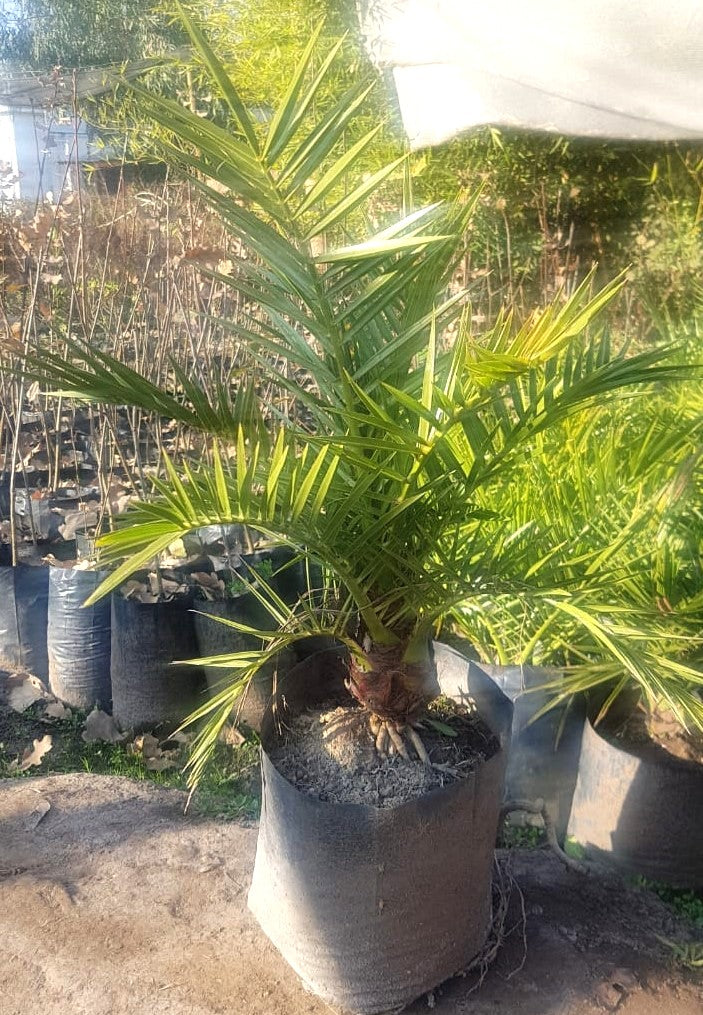 PALMERA FENIX – PHOENIX CANARIENSIS 0,60