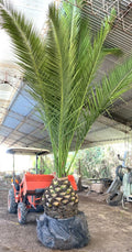 PALMERA FENIX – PHOENIX CANARIENSIS 0,60