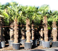 PALMERA TRACHYCARPUS FORTUNEII 0,50 A 0,70